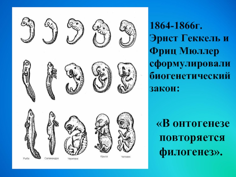 Роды презентация 8 класс