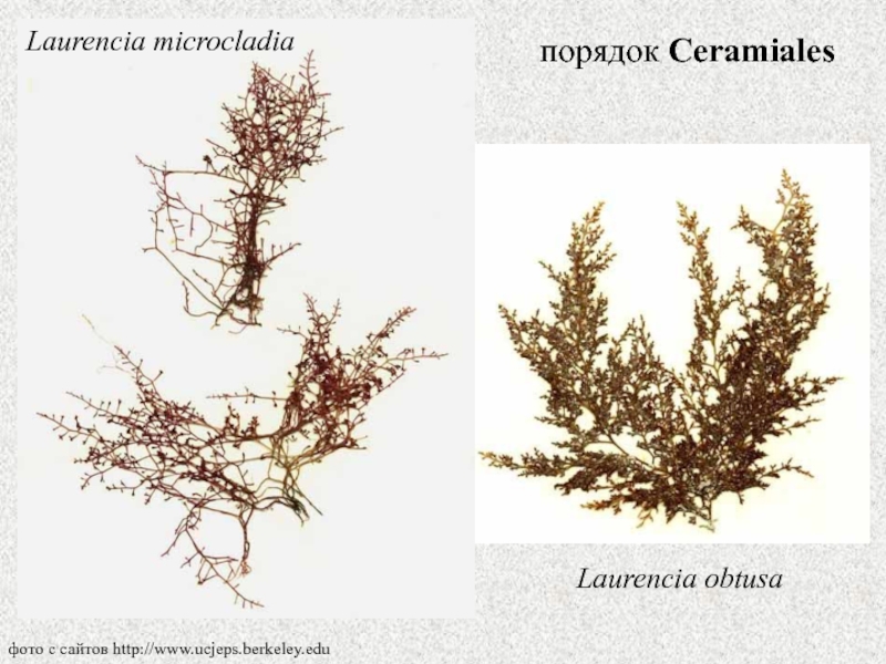 Альгология микология. Лорансия ниппонская. Порядок Церамиевые Ceramiales. Лауренсия водоросль. Разделы ботаники альгология.