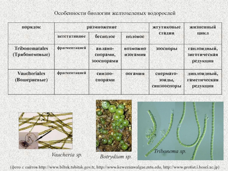 Отсутствие водорослей. Жизненный цикл желто зеленых водорослей. Жгутиковые стадии водорослей. Жгутиковые стадии зеленых водорослей. Особенности биологии.