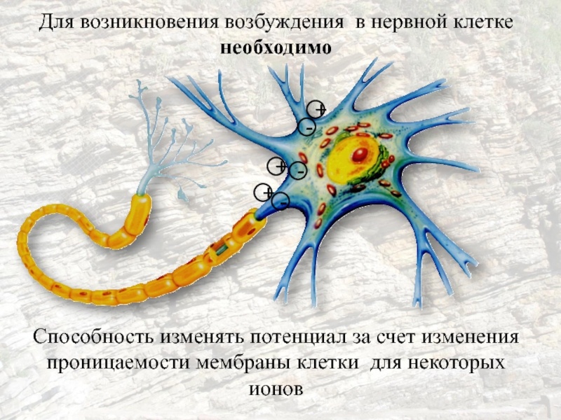 Процесс возбуждения нервных клеток. Нервная клетка. Мембрана нервной клетки. Строение мембраны нервной клетки. Мембрана нейрона.