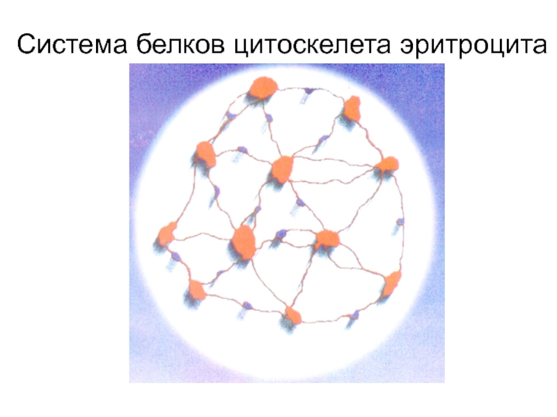 Система белки. Есть ли в цитоскелете белки.