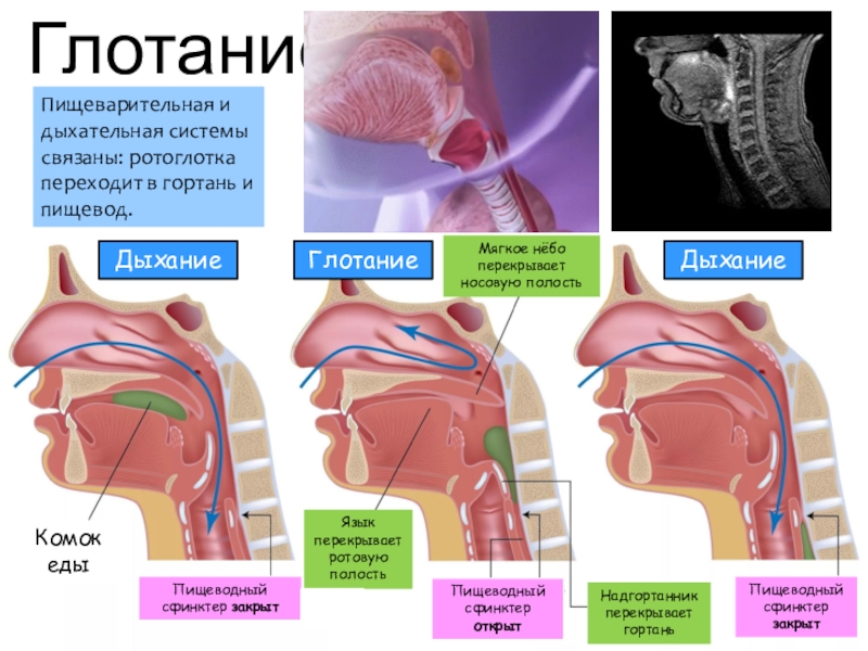 Дыхание и глотание схема