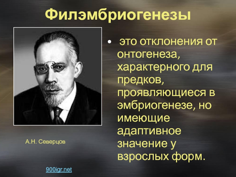 Учение о филэмбриогенезах а.н Северцов. Теория филэмбриогенеза Северцова. Северцов вклад в биологию.