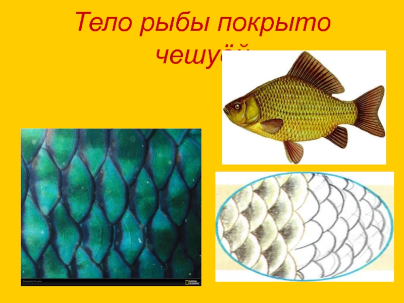 Тело рыбы. Рыба покрыта чешуей. Рыбы тело которых покрыто чешуёй. Расположение чешуи на теле рыбы. Все знают что рыбы покрыты чешуей основная