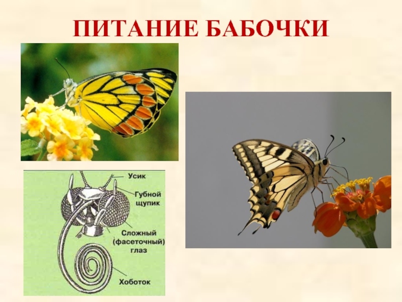 Питание бабочек в природе. Чем питаются бабочки. Чем питаются бабочки в природе. Вид пищи у бабочки.