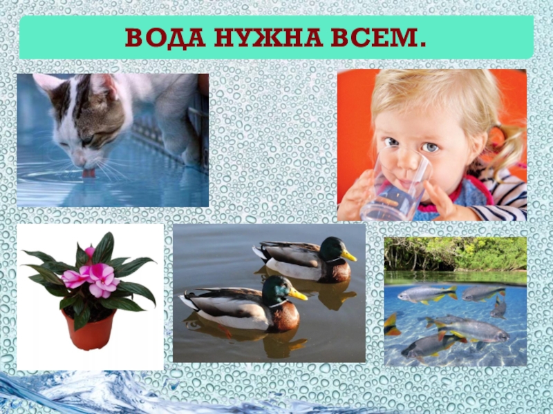 Нужна вода дома. Вода нужна всем. Картинка вода нужна всем. Всему живому нужна вода. Зачем нужна вода животным.