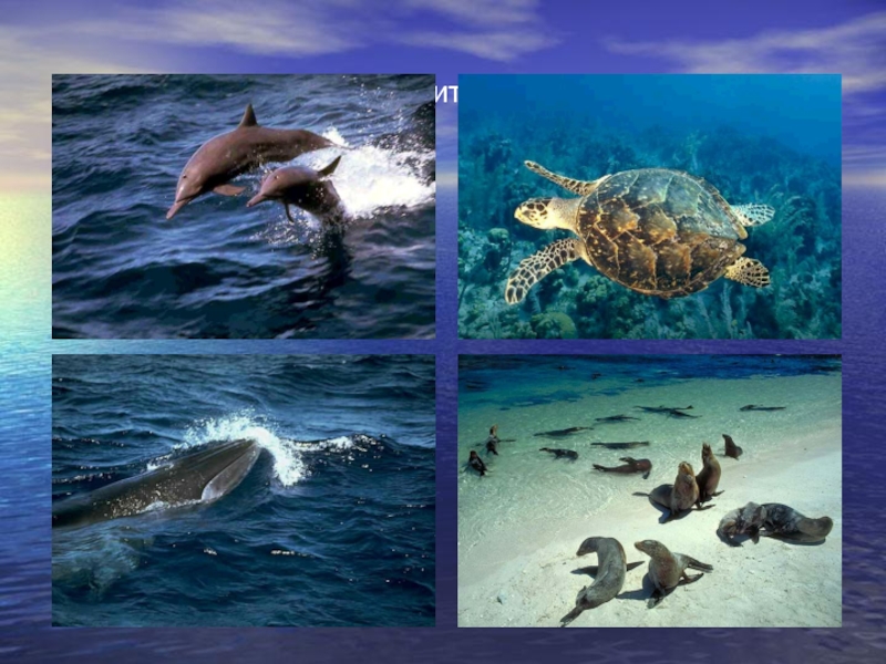 Большая часть организмов в мировом океане сосредоточены. Организмы мирового океана. Живые организмы в Водах мирового океана. Организмы обитающий в мировом океане. Организмы обитающие в Водах мирового океана.