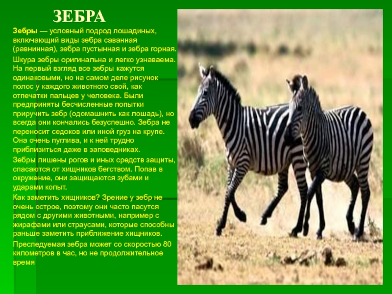Доклад животные африки. Сообщение о зебре. Рассказ про зебру. Зебра описание. Сообщение о животном Зебра.