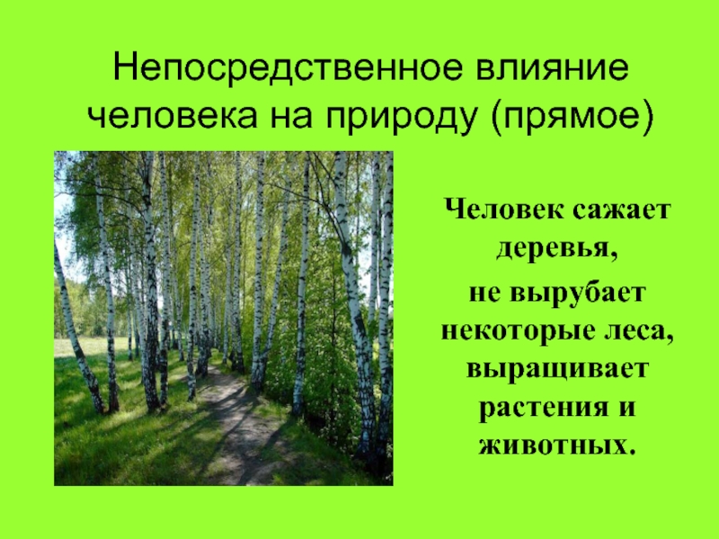 Влияние леса. Непосредственное влияние человека на природу. Влияние человека на лес. Влияние человека на сообщество леса. Положительное влияние человека на лес.