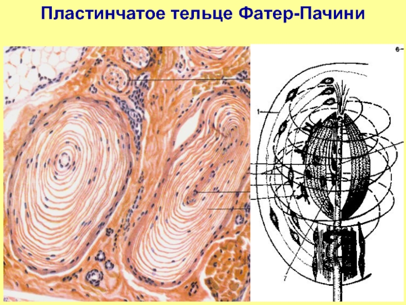 Рассмотрите рисунок ниже и обозначьте структурные компоненты телец пачини