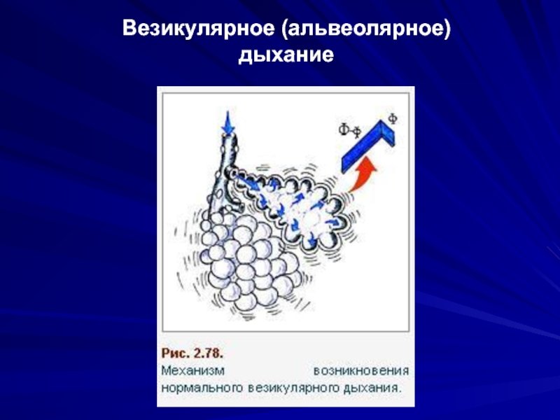 Схема везикулярного дыхания