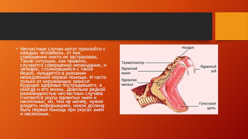 Презентация на тему первая помощь при укусах змей и насекомых