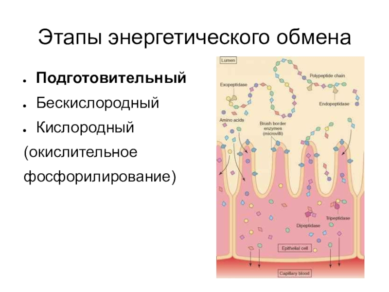 Подготовительный этап энергетического обмена. Подготовительный бескислородный кислородный -этапы обмена. Кислородный этап энергетического обмена. Бескислородный и кислородный этапы энергетического обмена. Этапы энергетического обмена тест.