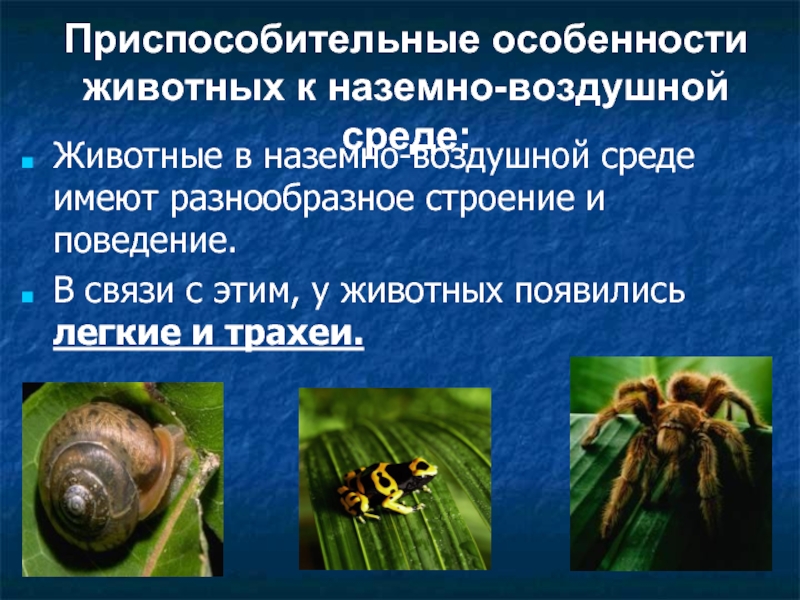 4 особенности животных. Оса приспособительные признаки. Приспособительные особенности строения тела. Приспособительные особенности пчелы. Коллекция 