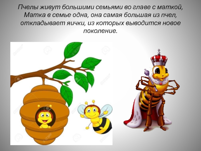 Пчелы живут большими семьями во главе с маткой, Матка в семье одна, она самая большая из пчел,