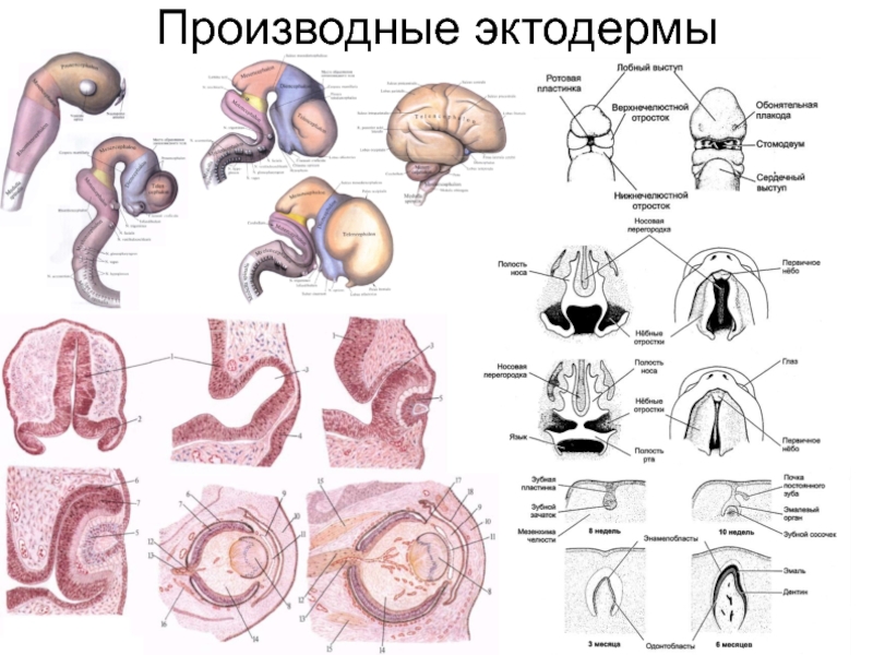 Онтогенез эмбриональное развитие презентация 10 класс профильный уровень