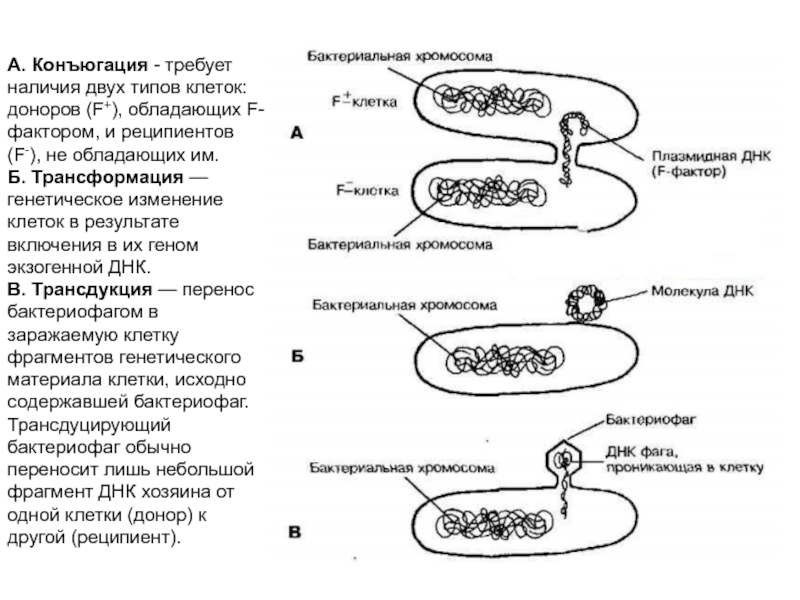 Перенос днк. Хромосомная ДНК бактериальной клетки. Механизмы переноса бактериальной ДНК. Трансформация трансдукция конъюгация. ДНК В бактериальной клетке.
