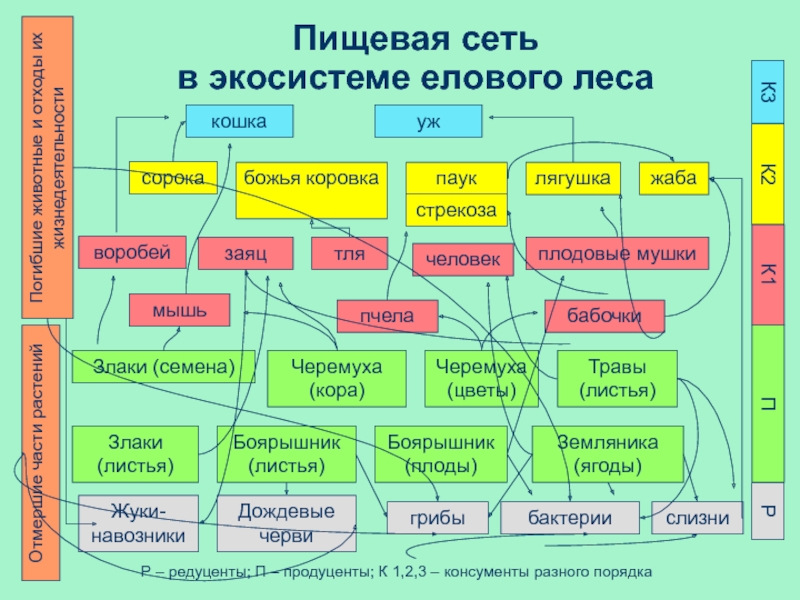 Схема лесной экосистемы