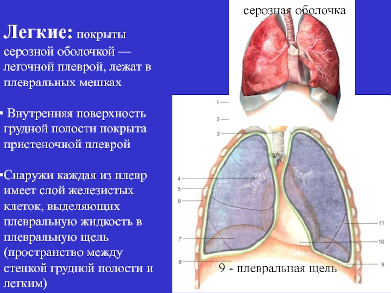 Оболочка легких