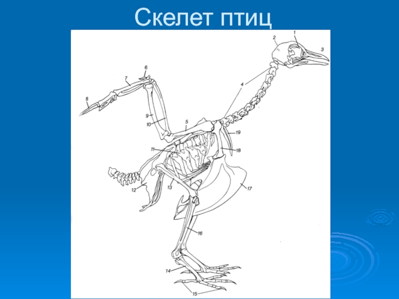 Особенности скелета птиц 7 класс. Скелет птицы. Строение скелета птицы. Презентация класс птицы скелет. Класс птицы скелет.