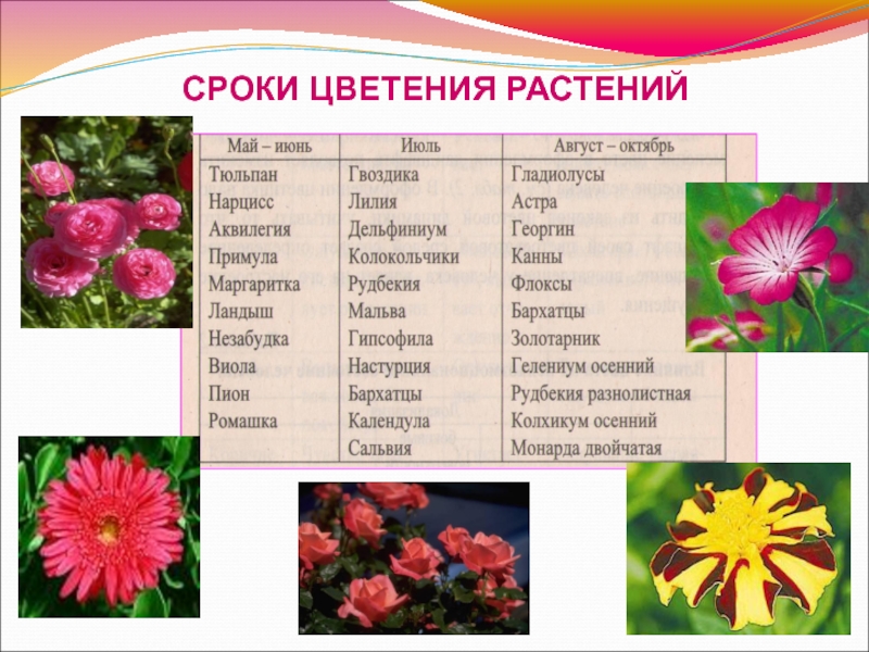 Растения растущие в россии список. Цветы по периоду цветения. Цветы таблица. Уличные цветы и период их цветения. Сроки цветения цветов.