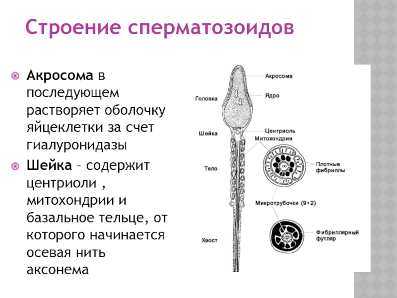 Строение сперматозоида