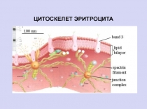 ЦИТОСКЕЛЕТ ЭРИТРОЦИТА