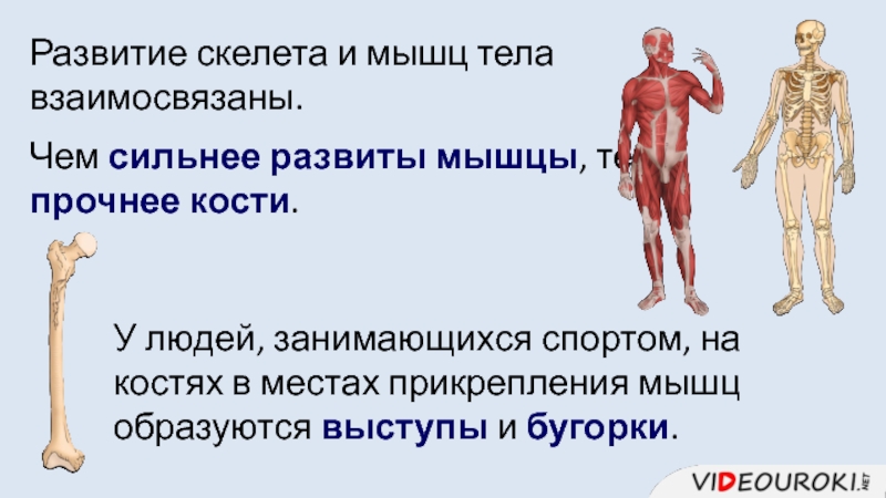 Что делает кости сильными. Скелет с мышцами. Формирование скелета у ребенка. Костно мышечный скелет человека. Развитие скелета и мышц человека.