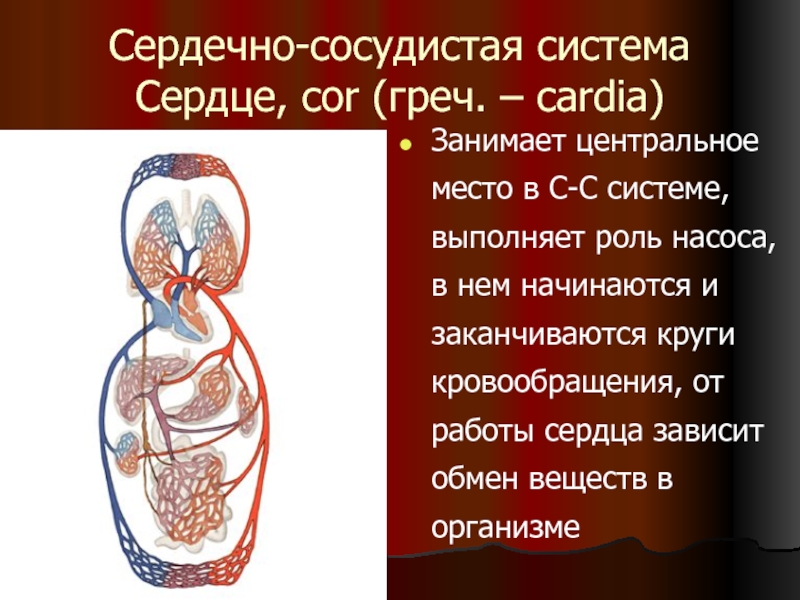 Сердечно сосудистая система человека презентация