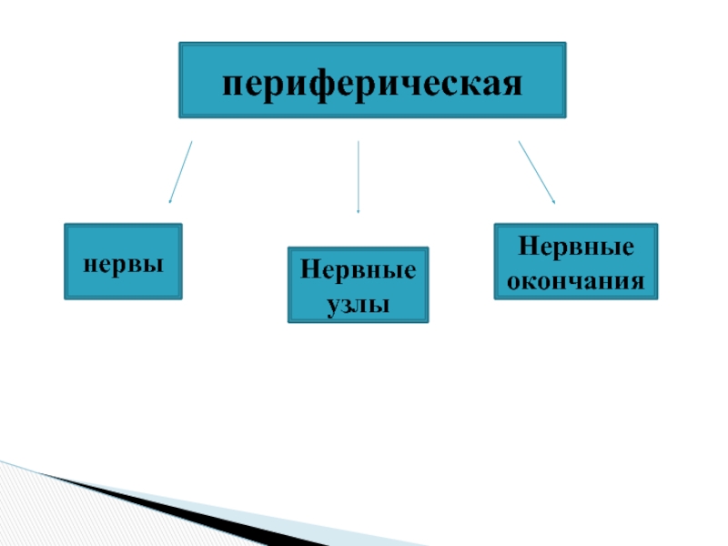 Схема значение нервной системы 8 класс