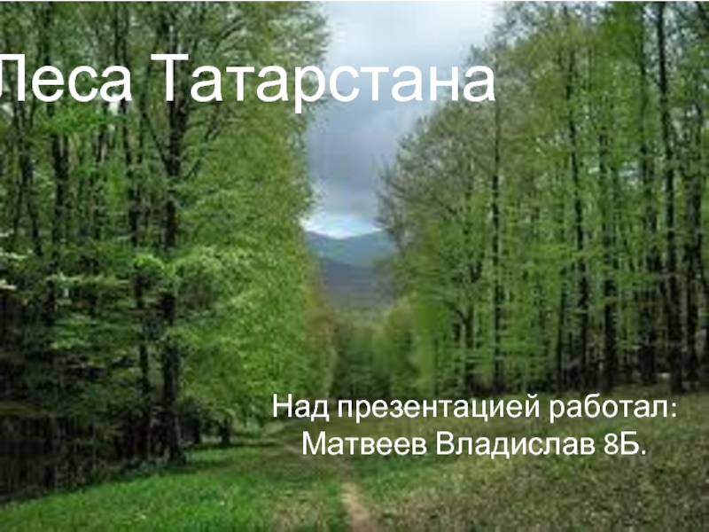Леса Татарстана