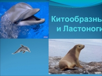 Китообразные и Ластоногие