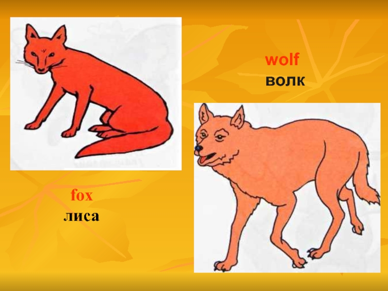 Wolf class