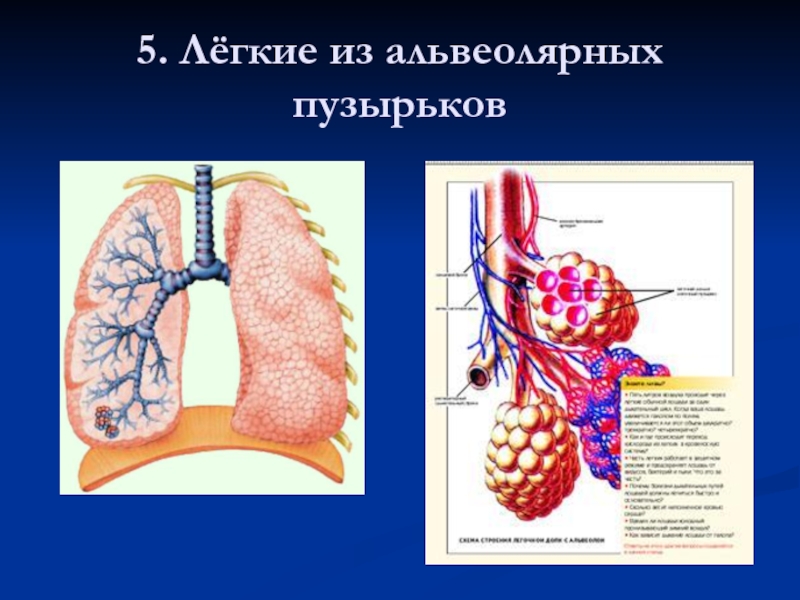 Альвеолярные легкие. Легкие альвеолы. Легкие человека альвеолы. Альвеолярные лёгкие у млекопитающих. Альвеолы легких у млекопитающих.