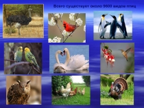 Общая характеристика класса Птицы — Внешнее строение птиц