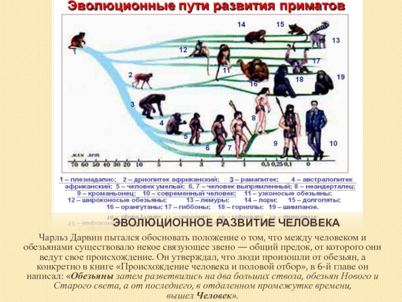 Коллектив от общего предка. Эволюционный путь развития приматов. Эволюция развития. Эволюционный путь человека. Эволюционное развитие человека.