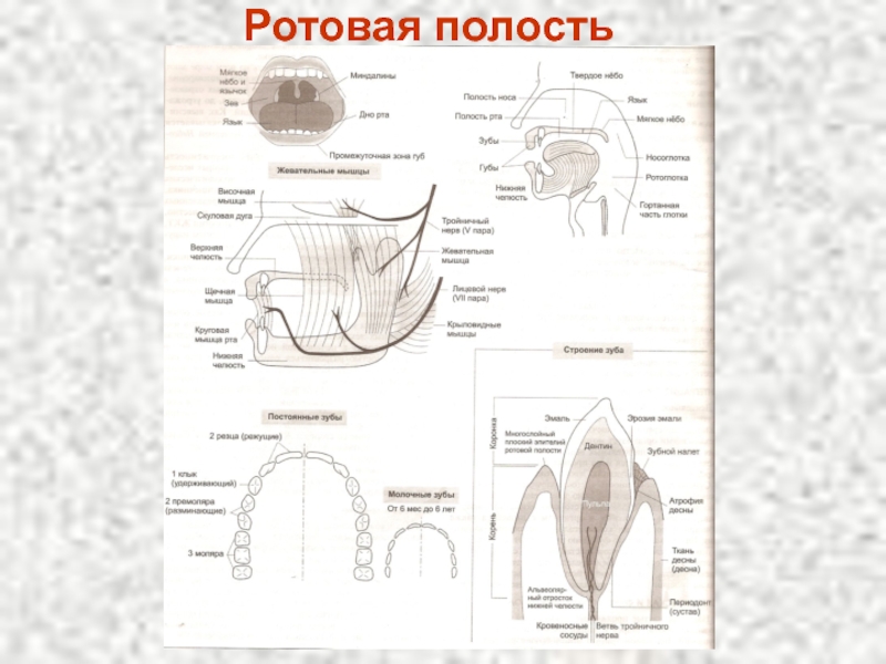 Анатомо физиологические особенности слизистой оболочки полости рта у детей презентация