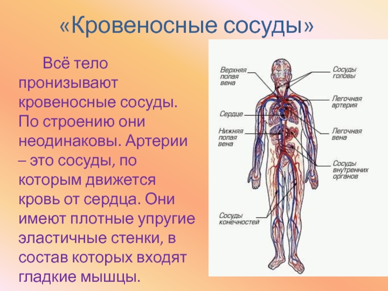 Капиллярные явления презентация, доклад