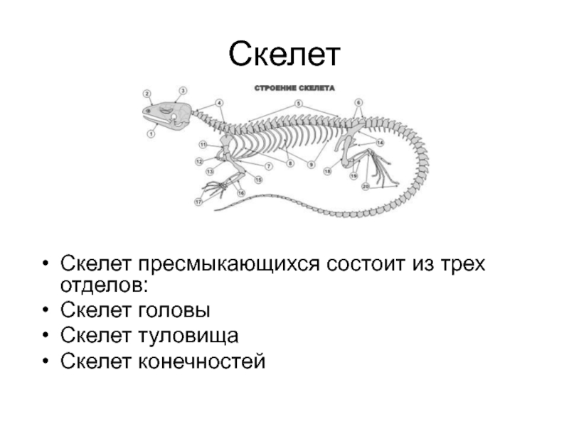 Тест по биологии 7 класс рептилии