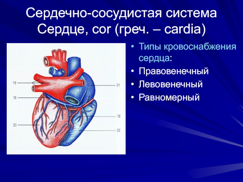 Система кровообращения строение сердца и сосудов. Кровяная система строение сердца. Типы кровоснабжения сердца. Строение сердечно сосудистой.