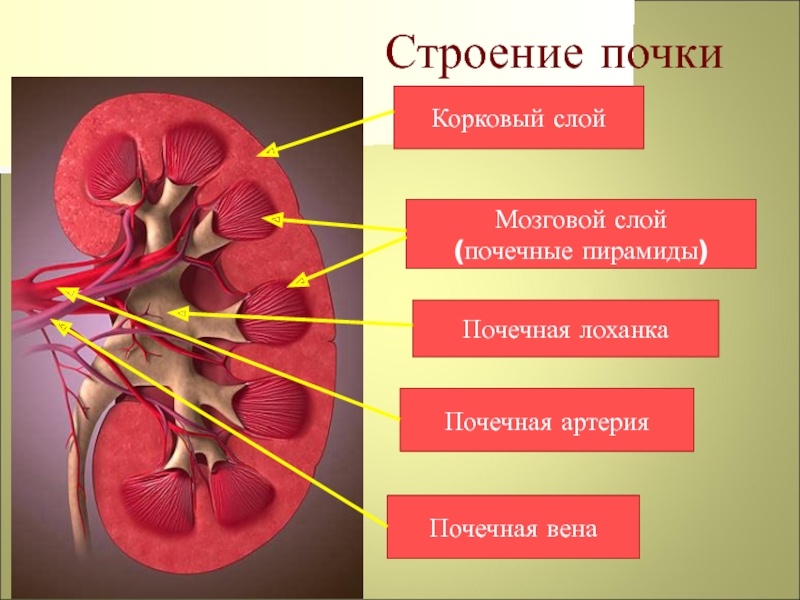 Строение почек фото