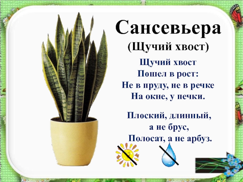 Как нарисовать сансевьеру