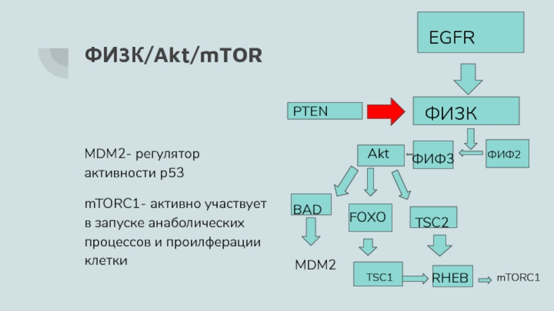 Foxo. P53-mdm2. Синтез фиф2. Фиф2 в фиф3 биохимия. Таргетное обозначени.