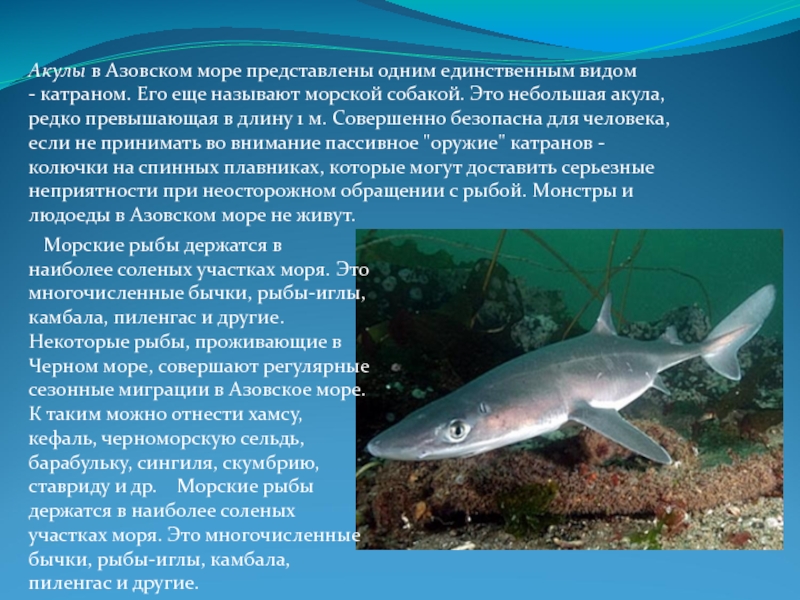 Акулы азовского моря