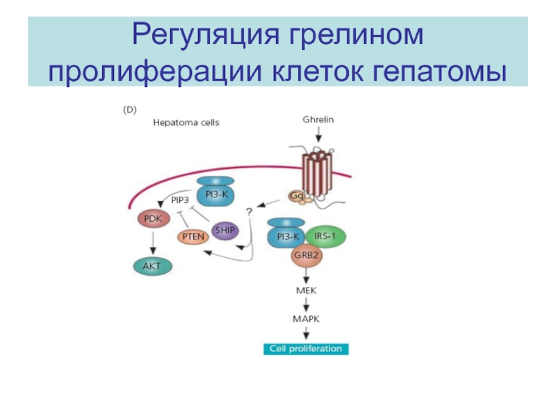 Регуляция пролиферации клеток. Механизмы регуляции пролиферации клеток. Рецептор грелина. Грелин регуляция.