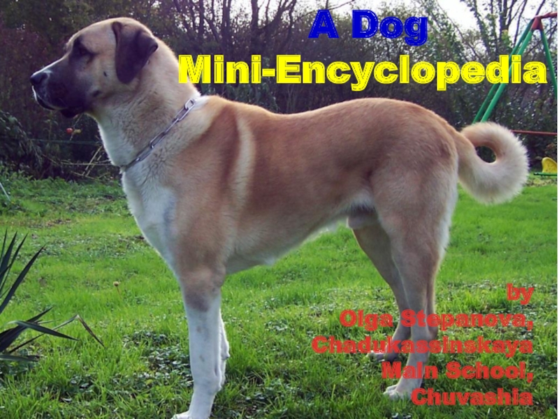 A Dog Mini-Encyclopedia 