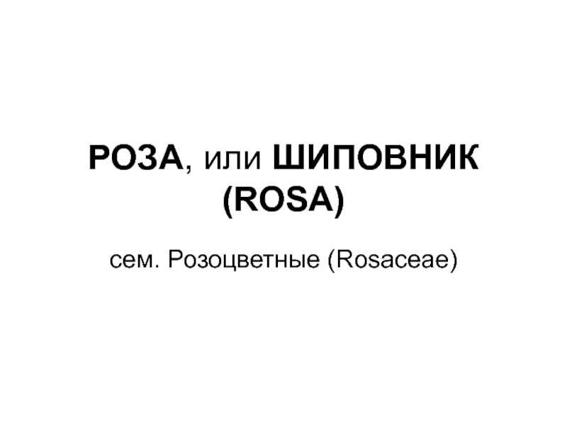 Презентация РОЗА, или ШИПОВНИК (ROSA)