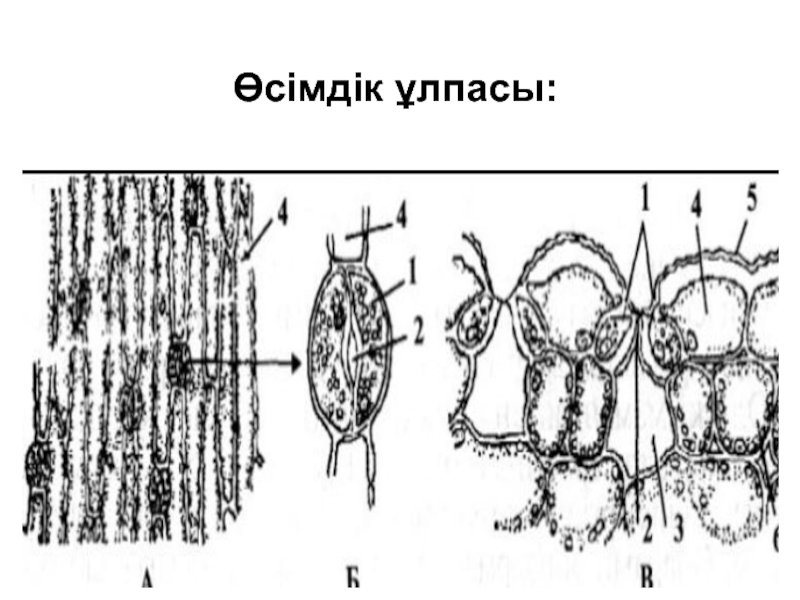 Өсімдік сән және интерьер элементі ретінде