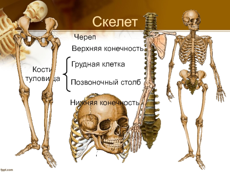 Скелет для презентации