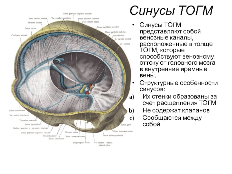 Синусы ТОГМСинусы ТОГМ представляют собой венозные каналы, расположенные в толще ТОГМ, которые способствуют венозному оттоку от головного